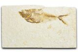 Detailed Fossil Fish (Diplomystus) - Wyoming #340131-1